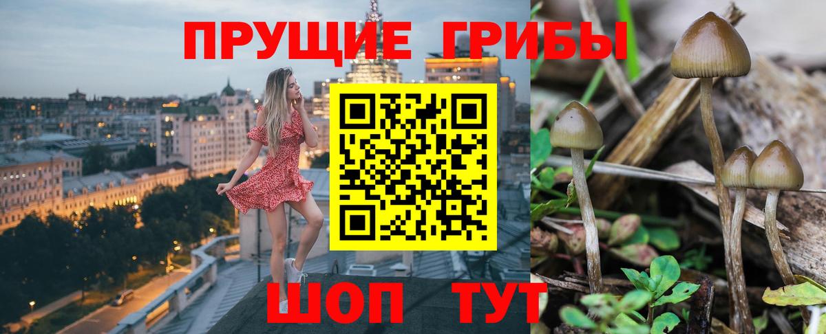 Псилоцибиновые грибы мицелий  Вход с VPN  Сочи  Псилоцибиновые грибы Cubensis 